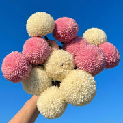 View 🏵️Colorful Ping Pong Chrysanthemum Seeds image 2