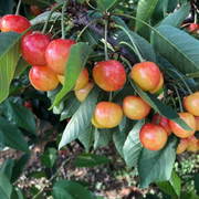 View Golden Cherry Seeds image 6