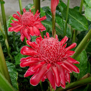 View Porcelain rose seeds-Etlingera elatior-Torch Ginger image 3