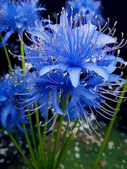 View 💙Blue Spider Lily: Where Mystery Meets Beauty image 5