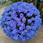 View Blue Plumbago Flower Seeds - Blue Gem in the Garden image 4