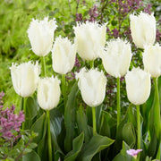 View White Fringed Tulip Seeds image 1