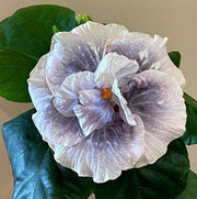 View Hibiscus Double Luna 50 Seeds image 1