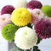 View 🏵️Colorful Ping Pong Chrysanthemum Seeds image 4