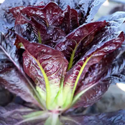 View Coffee Leaf lettuce Seeds-🪴Harvest Within 30 days-Fewer Pests image 2