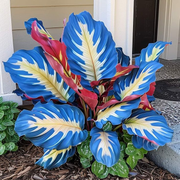 View Rare Giant Tall Hosta Bulbs – Towering Elegance & Shade-Tolerant Beauty image 6