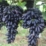 View Sapphire Grapes Seeds image 4