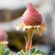 View Prairie Smoke Flower Seeds image 5
