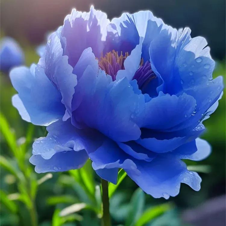 Colorful Peony Flower-Over 7 Colors
