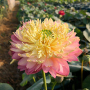 View 🪷Bonsai Double Lotus Seeds-Pure Heart image 1