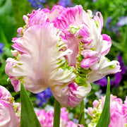 View Cabanna Parrot Tulip Seeds image 2