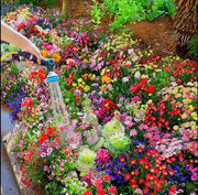 View Mixed Perennial Flowers Seeds-Over 60 kinds mixed-Easy care image 5