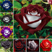 View 20 Pcs/bag Black Rose Flower Colorful Rose Petals Plant Seeds for Home Garden image 1
