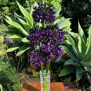 View Agapanthus africanus 'Black Jack' image 5