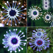 View 20Pcs Rare Blue Daisy Plants Flower Seeds Garden Plant image 2