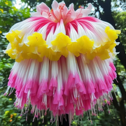 View Giant Hanging Lobelia Seeds🌊 image 4