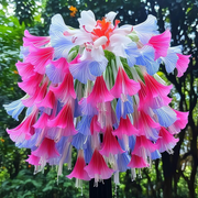 View Giant Hanging Lobelia Seeds🌊 image 5