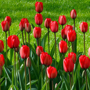 View Red Impression Tulip Seeds image 2