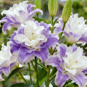 View Double-petaled bicolor fragrant lily Bulbs—Fresh and Sweet image 2