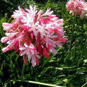 View 🔥🔥Agapanthus africanus 'pink' image 2
