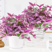 View Tradescantia 'Nanouk' Seeds image 5