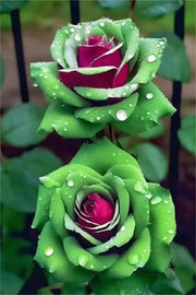View Ruby Green Twin Roses image 1