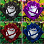 View 20 Pcs/bag Black Rose Flower Colorful Rose Petals Plant Seeds for Home Garden image 2