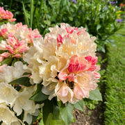 View Alpine Azalea Seeds 🌸 Rare Species image 5