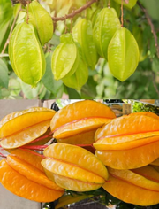 View ⭐Sweet Starfruit Seeds-Four Seasons Potted image 4
