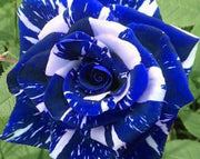 View Blue Dragon Rose Seeds image 5