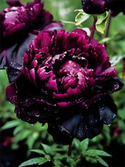 View Muti Color Peony Seeds – Symbol of luck and wealth image 4