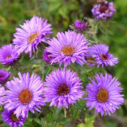 View AUTUMN MAGIC POLLINATOR COLLECTION image 4