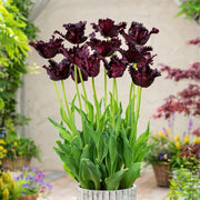 View Black Parrot Tulip Seeds image 4
