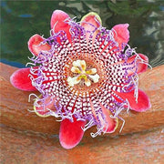 View Egrow 50Pcs/Pack Passion Flower Seeds Garden Rare Passiflora Incarnata Fruit Plants Seeds image 2