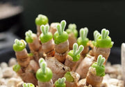 View Rabbit Ear Succulent seeds, Rare succulent image 1