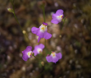 View Utricularia sandersonii Seeds image 6