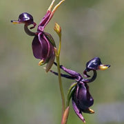 View Flying Duck Orchid Seeds – Grow Your Own Rare and Unique Purple Duck Orchids! 🌿🦆 image 2