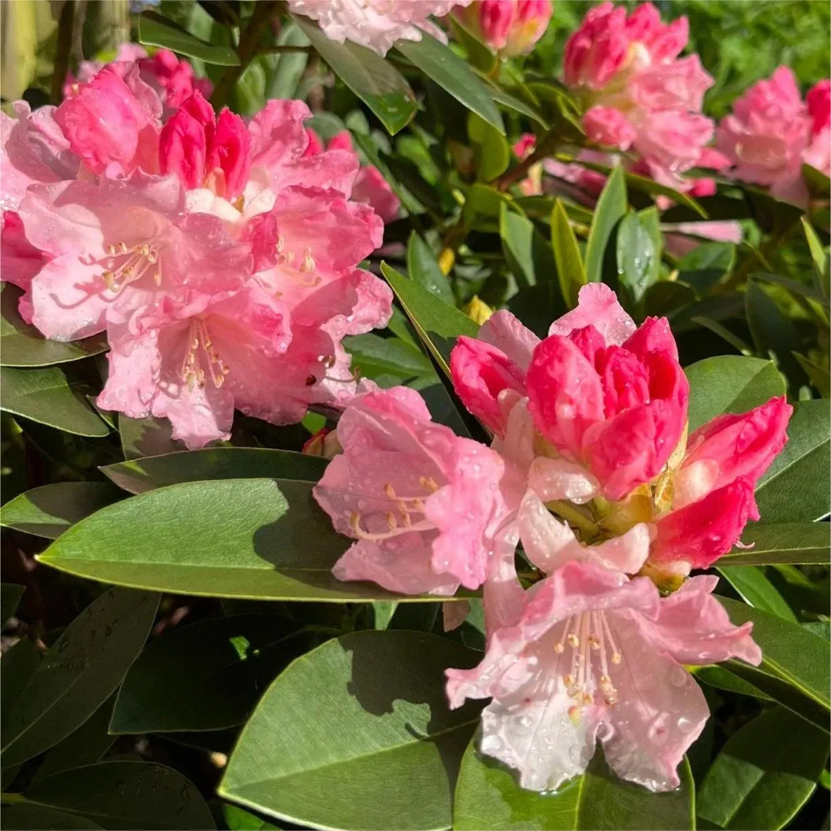 Alpine Azalea Seeds 🌸 Rare Species