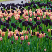 View Black Hero Tulip Seeds image 3