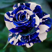 View Blue Dragon Rose Seeds image 3