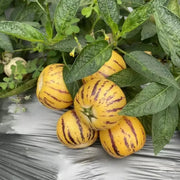 View Pepino melon seeds, melon pear or sweet cucumber exotic fruit, ginseng fruit seeds image 4