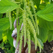 View Amaranth Seeds - Emerald Tassels image 1