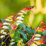 View Firecracker Vine Ipomoea Lobata Seeds image 5