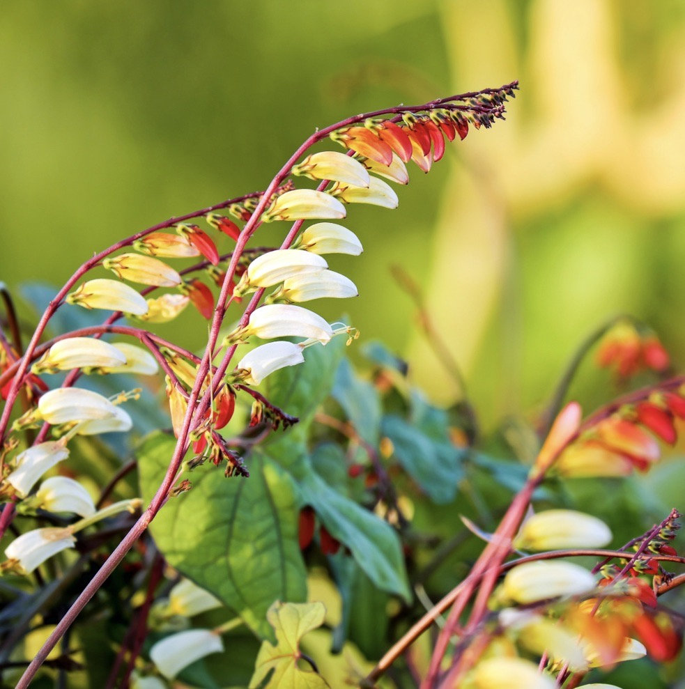 Firecracker Vine Ipomoea Lobata Seeds