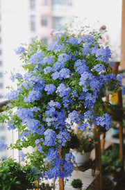 View Blue Plumbago Flower Seeds - Blue Gem in the Garden image 3