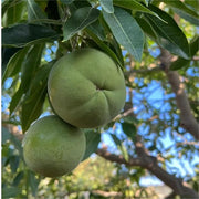 View 🍨 Ice Cream Fruit – White Persimmon 🍃Seeds image 6