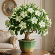 View Rainbow Desert Rose - Cold and Heat resistant, Easy to survive image 4