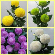 View 20 colorful ping pong chrysanthemum seeds image 3