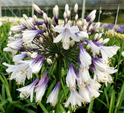 View Agapanthus africanus 'Fireworks' image 4