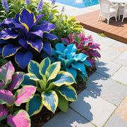 View Muticolor Hosta Seeds-Perennial Shade Plant for Garden and Yard Plant🌈God's Artistic Canvas image 2
